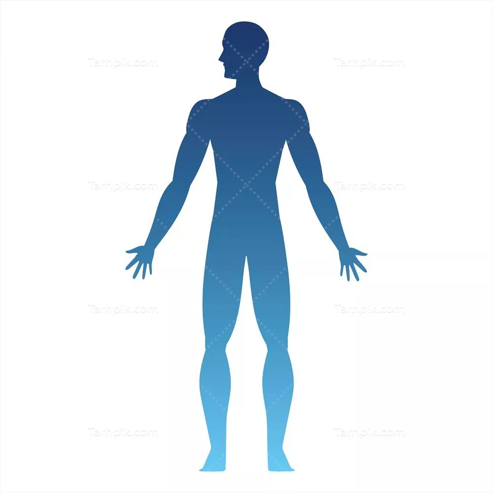 وکتور آشنایی با ساختار و ویژگیهای بدن انسان در حالت ایستاده