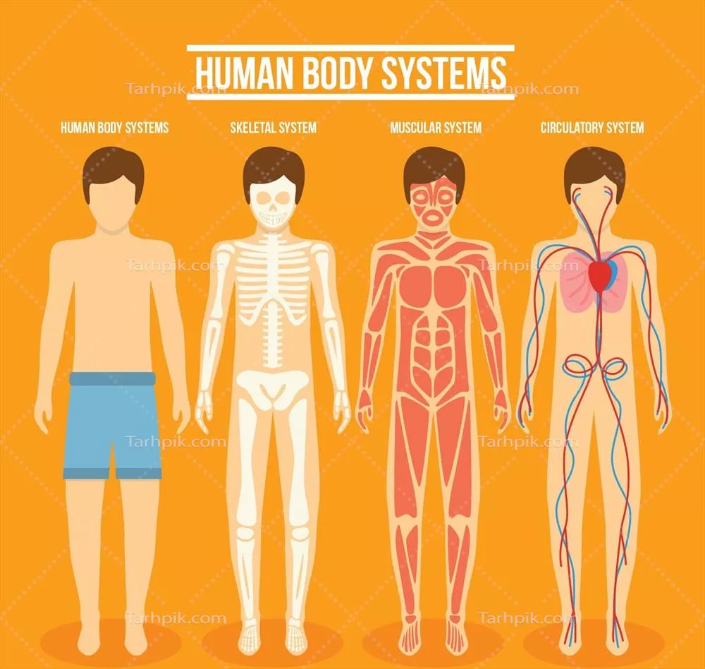 مجموعه وکتورهای سیستم‌های مختلف بدن انسان و ساختارهای آن