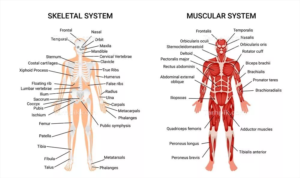 وکتور پوستر اطلاعاتی درباره سیستمهای عضلانی و اسکلتی بدن انسان