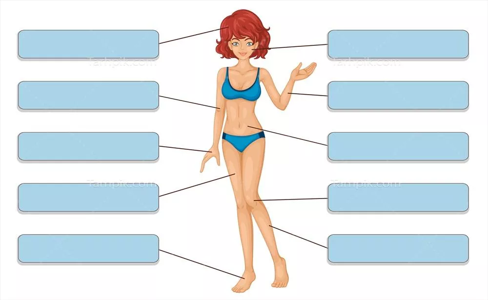 وکتور تصویرسازی با برچسب‌های قسمت‌های بدن در بیکینی برای آموزش و آگاهی