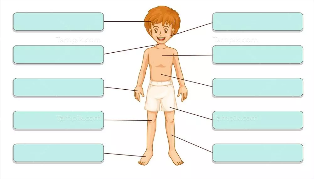 وکتور تصویرسازی و برچسبگذاری اجزاء بدن: درک دقیق آناتومی انسان