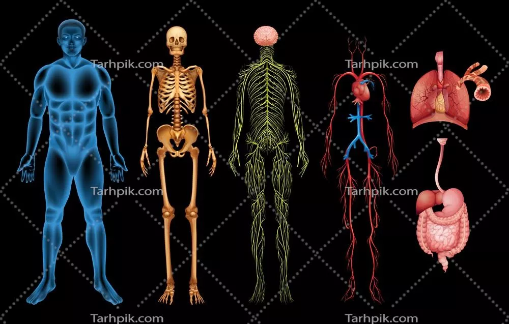 وکتور تصویرسازی از سیستمها و اعضای مختلف بدن انسان به تفکیک
