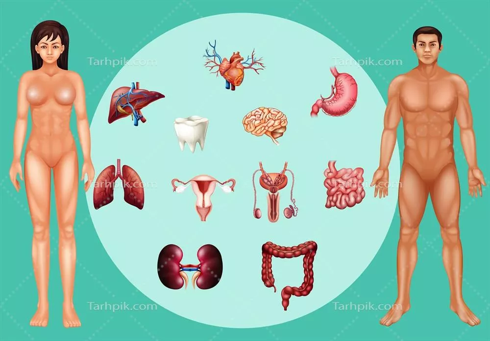 وکتور پوستر تصویری از مرد و زن با اندامهای متفاوت و نحوه عملکرد آنها