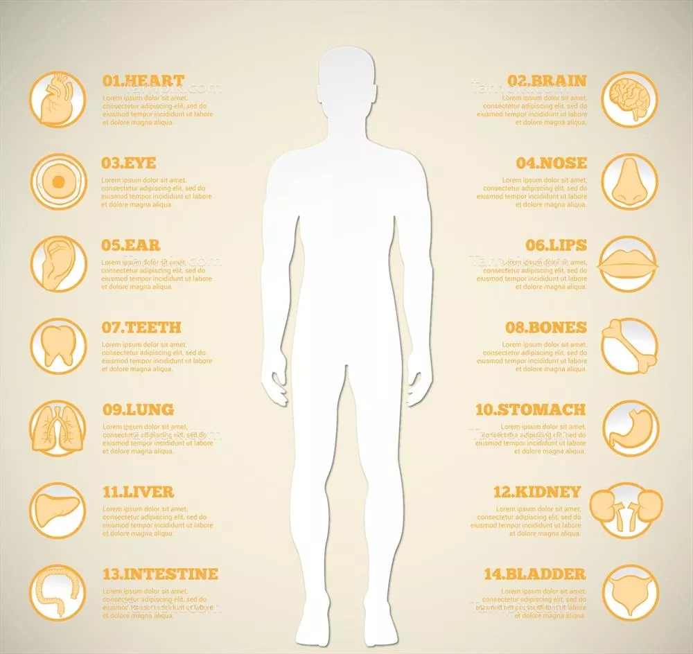 آیکون های ارگان انسانی به صورت سیلوئت مردانه – طراحی وکتور