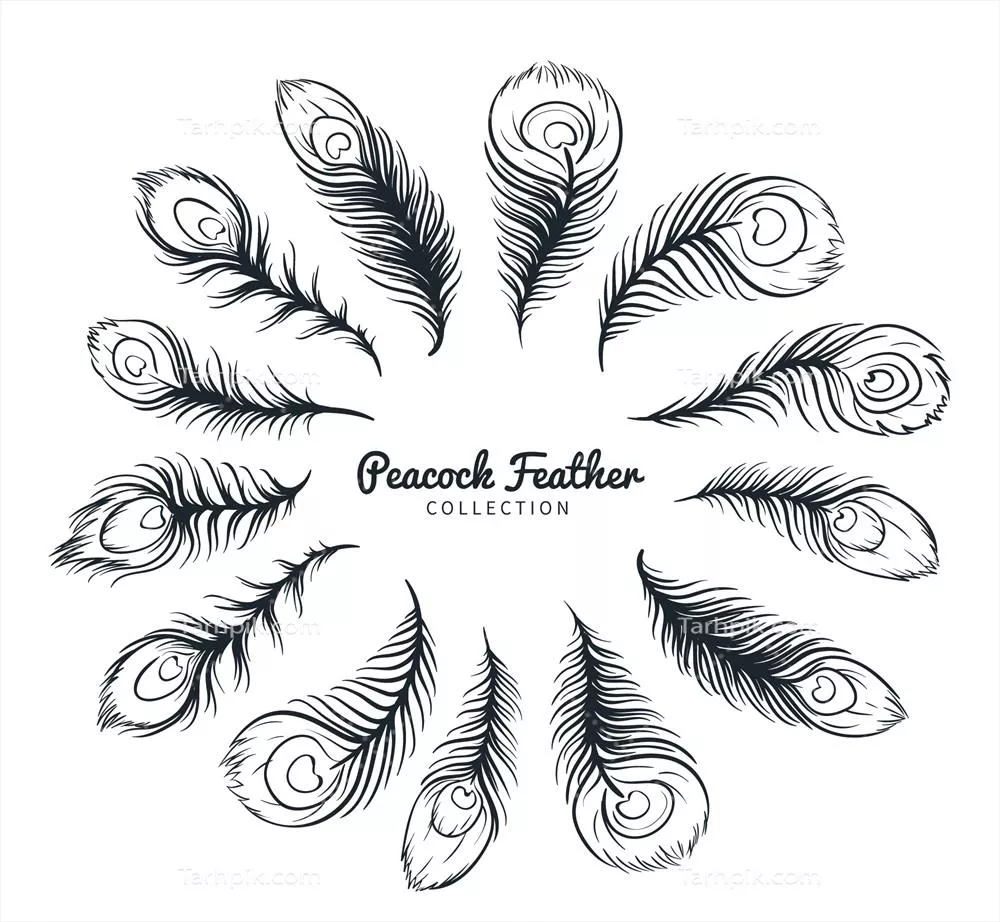مجموعه وکتور مونتاژ مدرن و دست‌کشیده از پر طاووس با طراحی‌های منحصر به فرد