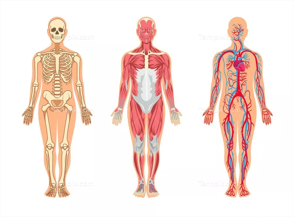 مجموعه وکتورهای ایلوستراسیون عضلات و استخوانهای بدن انسان