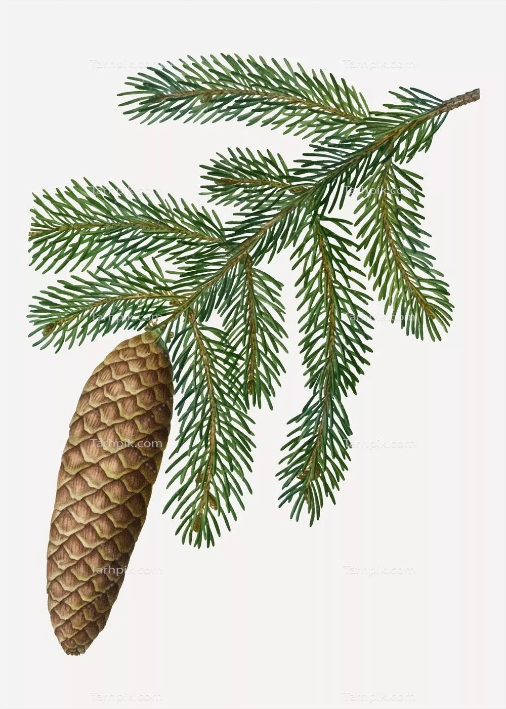 وکتور درخت نروژ نوعی سوزنی برف از خانواده کاجها