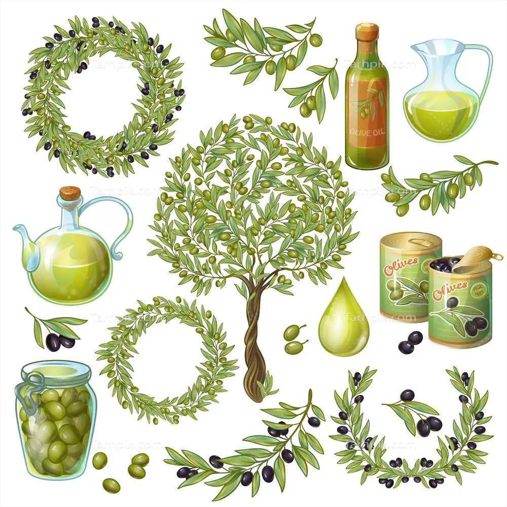مجموعه عناصر آلی با طراحی وکتور روغن زیتون