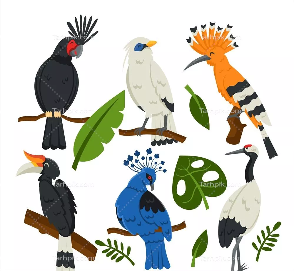 بسته طراحی وکتور پرندگان عجیب و غریب با قابلیت صاف شدن