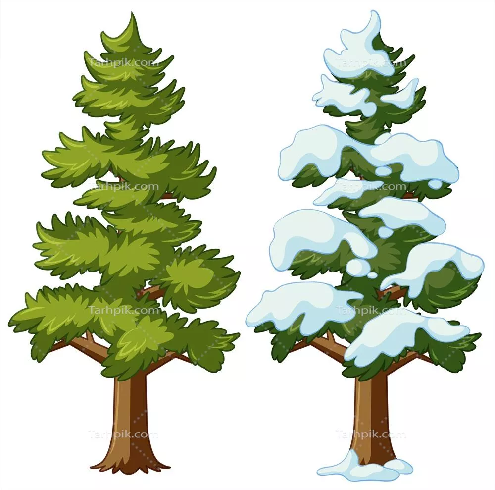 وکتور تصویر درخت کاج در دو فصل مختلف - تغییرات زیبا و جالب در طبیعت