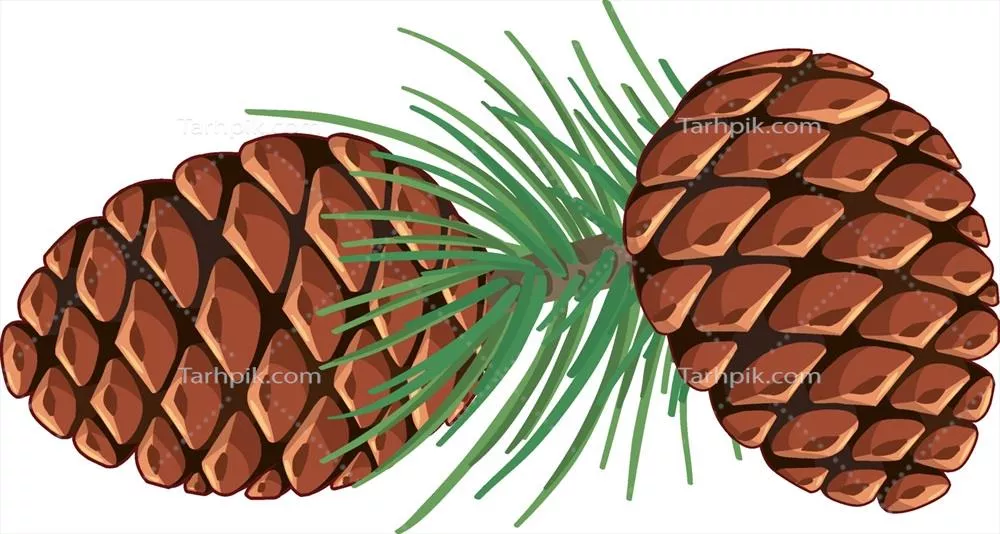 وکتور جوانههای کاج با سوزنیهای کاج به صورت جداگانه