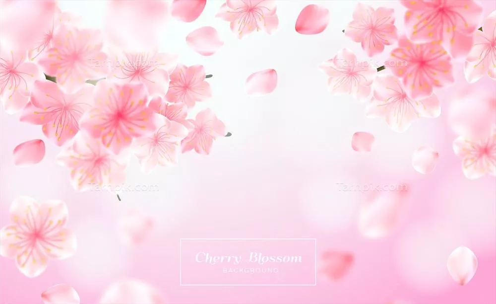 پس زمینه وکتور با طراحی واقعی گلهای گیلاس بهاری