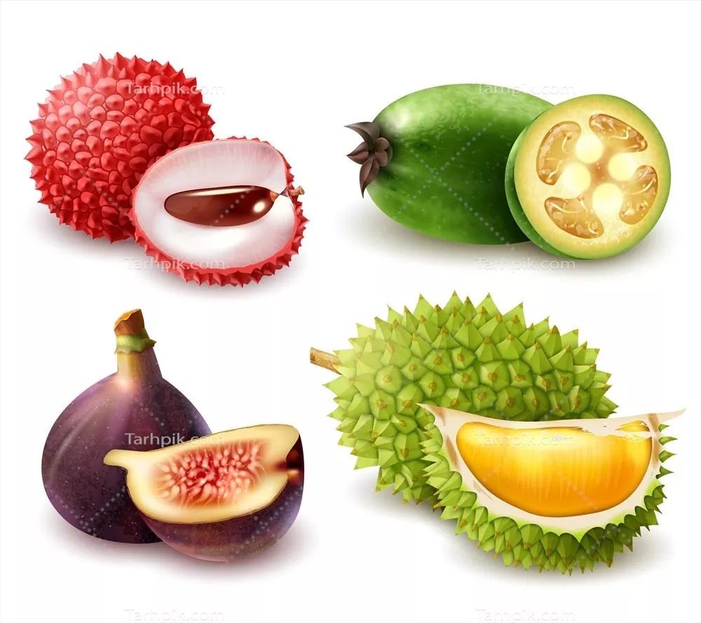 مجموعه وکتور میوههای عجیب و غریب و واقعگرایانه برای طراحی