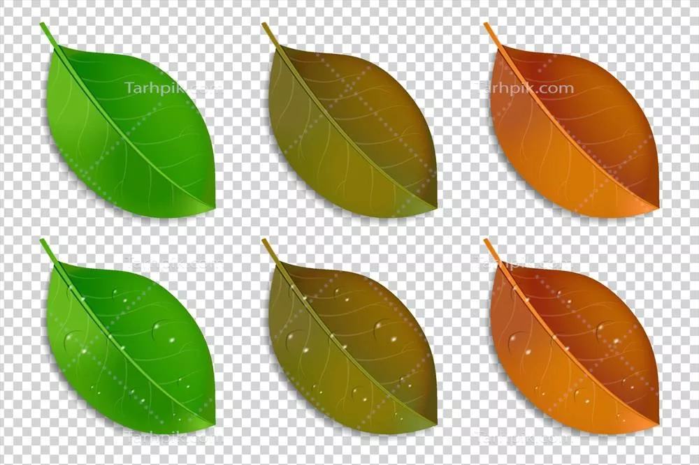 وکتور طراحی عناصر با استفاده از برگهای واقعی برای زیباسازی بصری