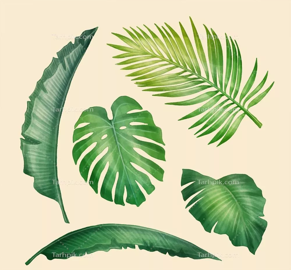 مجموعه واقعی و وکتوری برگهای استوایی با طراحیهای زیبا و جذاب