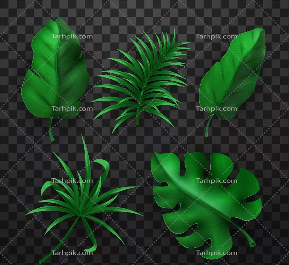 مجموعه وکتور برگهای واقعی و گرمسیری برای طراحیهای شما