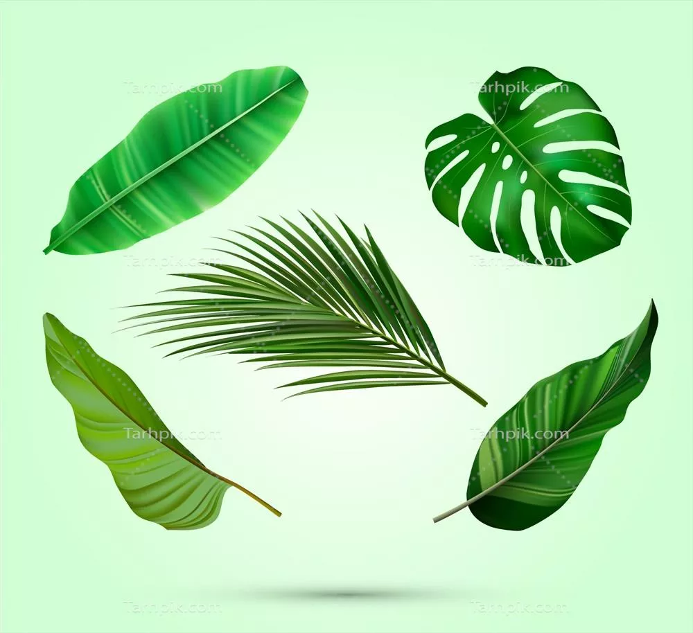 مجموعه وکتور برگهای استوایی با طراحی واقعگرایانه و با کیفیت