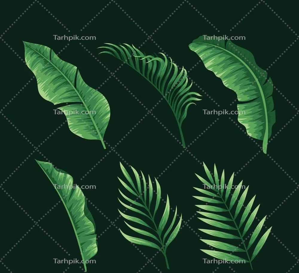 مجموعه وکتور برگهای استوایی با جزئیات واقعی و رنگهای طبیعی