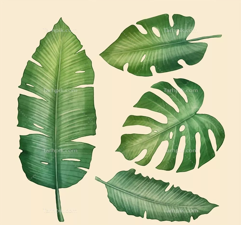 مجموعه وکتور برگ های واقع گرایانه در سبک گرمسیری