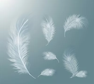 ست وکتور پرهای سفید واقعگرایانه با جزئیاتی زیبا و طبیعی