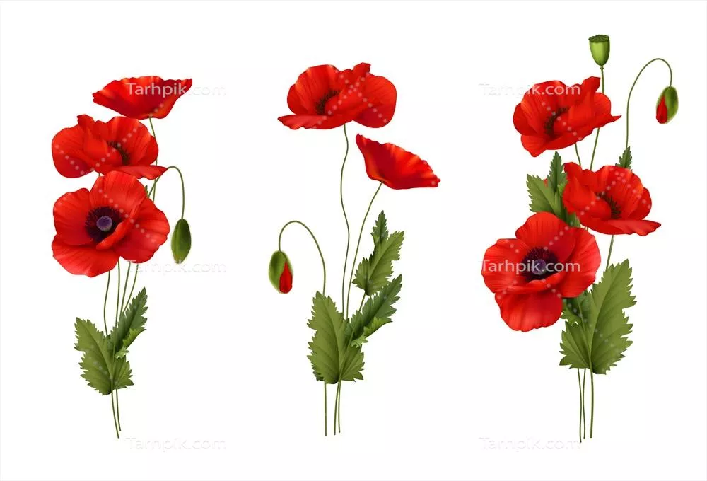 وکتور گروه گل‌های با دقت طراحی شده شقایق‌های قرمز برای بهار بر روی پس‌زمینه سفید