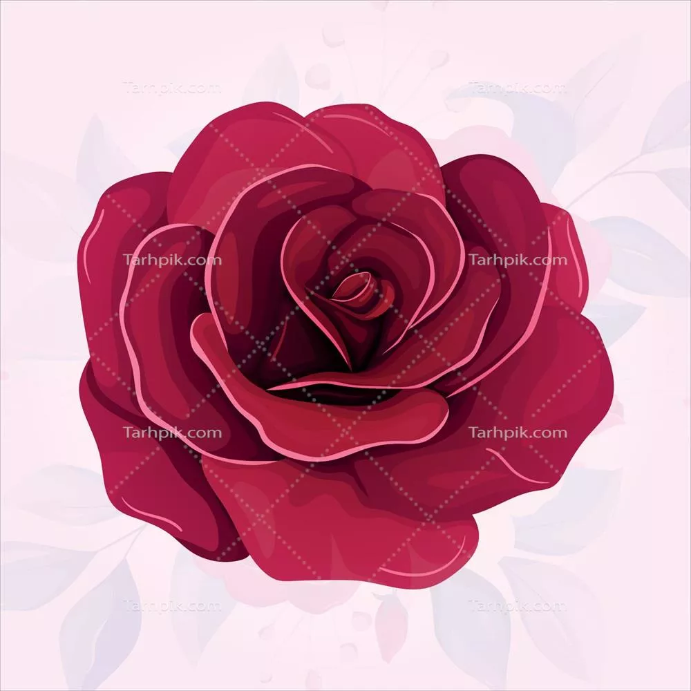 وکتور گل های رز قرمز بر روی پس زمینه ای روشن و زیبا