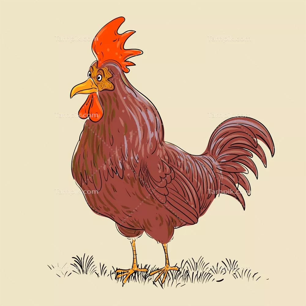 طرح وکتور شخصیت مرغ و خروس برای معرفی مرغداری و دامداری