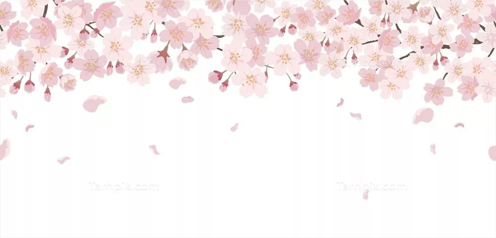 وکتور پسزمینه گلدار بدون درز با شکوفههای گیلاس در حال شکوفایی بر روی پسزمینه سفید - تکرار پذیر افقی