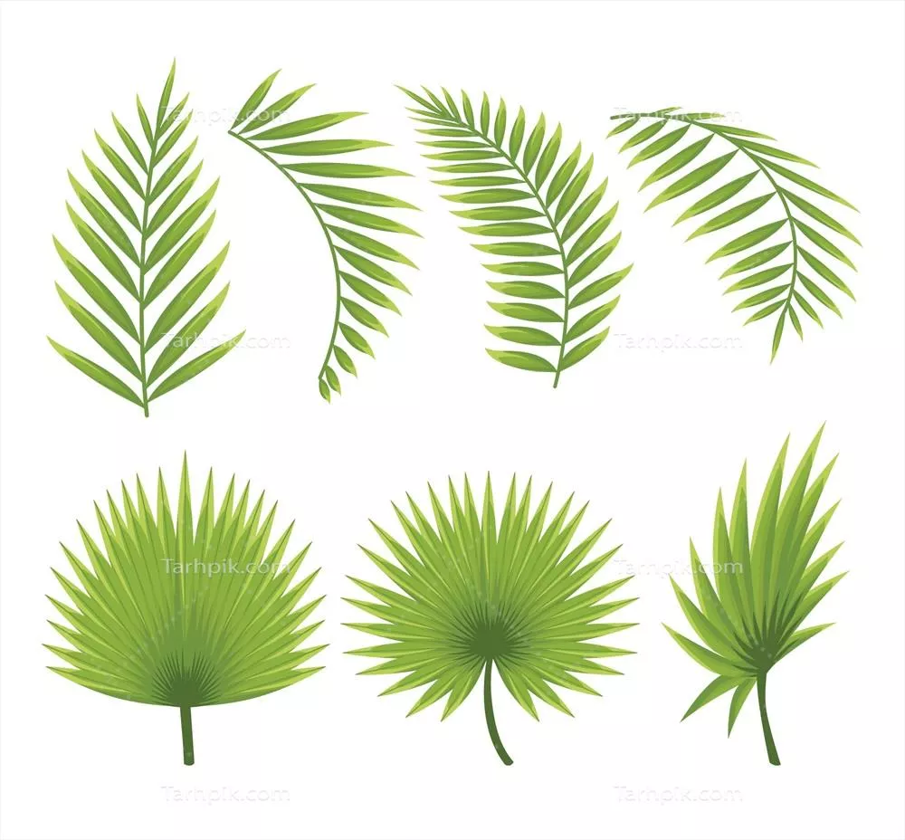 مجموعه زیبای برگ‌های نخل وکتور برای طراحی‌های گرافیکی