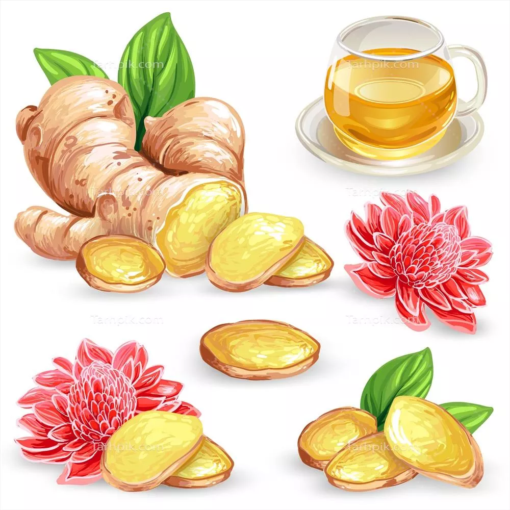 تصویر وکتوری تازه زردچوبه و ریشه زنجبیل برشزده با گل و چای زنجبیل