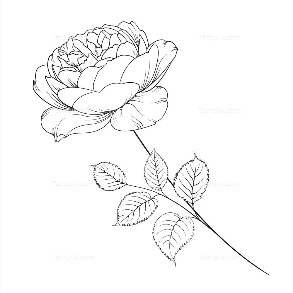 طرح وکتور سیلوئت گل رز سفید و جدا شده برای طراحی های گرافیکی