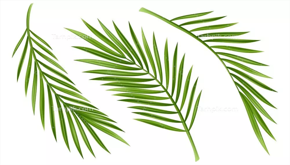 وکتور برگ پالم گرمسیری واقعی و جداشده بر روی پس‌زمینه سفید - مجموعه درختان و گیاهان تابستانی