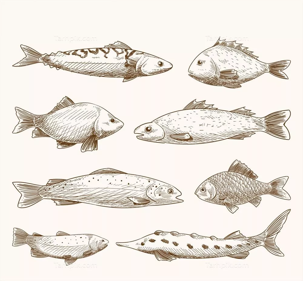 مجموعه تصاویر ماهی با طراحی دست‌کشیده در سبک وکتور