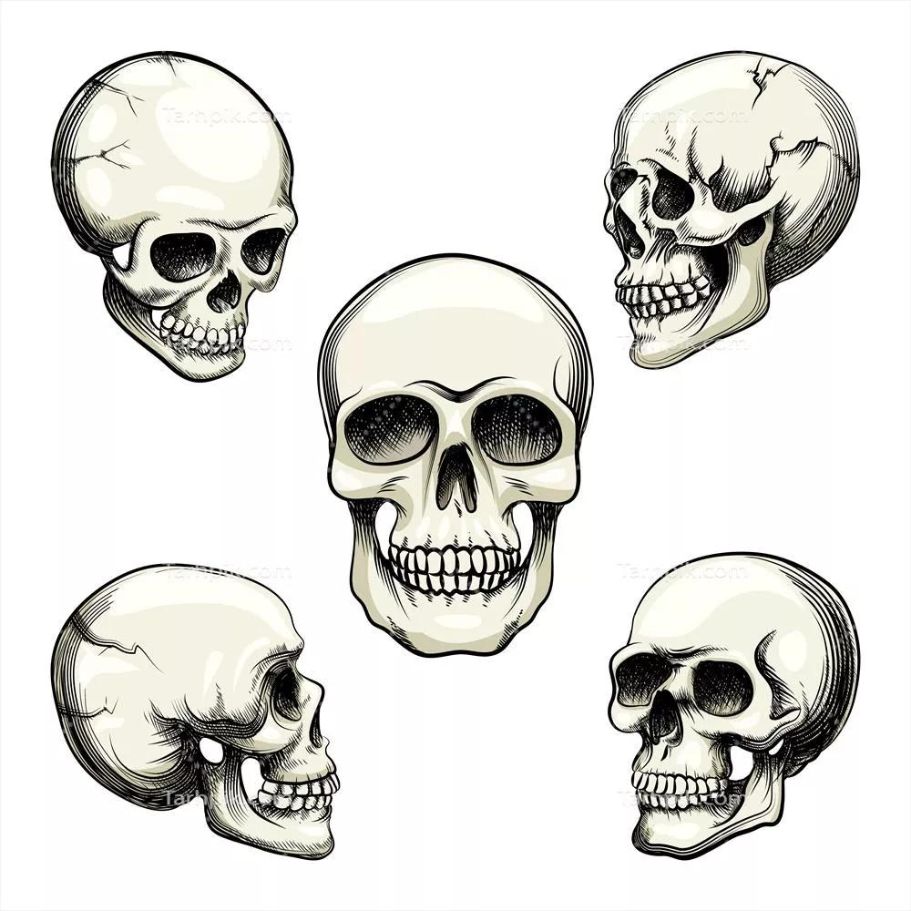 وکتور پنج نمای مختلف تولیدی از جمجمه انسانی با دندانها به صورت گرادیان خاکستری و با کیفیت بالا