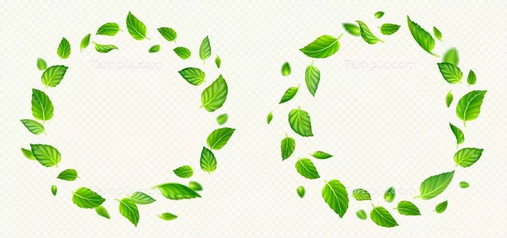 مجموعه‌ای از فریم‌های دایره‌ای به همراه چای سبز و برگ‌های نعناع در طراحی وکتور