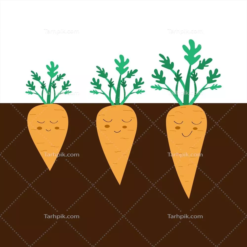 وکتور مجموعه هویجهای شیرین با ساقه در سبک ساده و مسطح