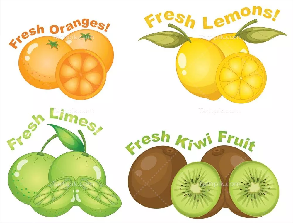 وکتور تصویری زیبا از مجموعه میوههای مرکبات با جزئیات دقیق و رنگهای زنده