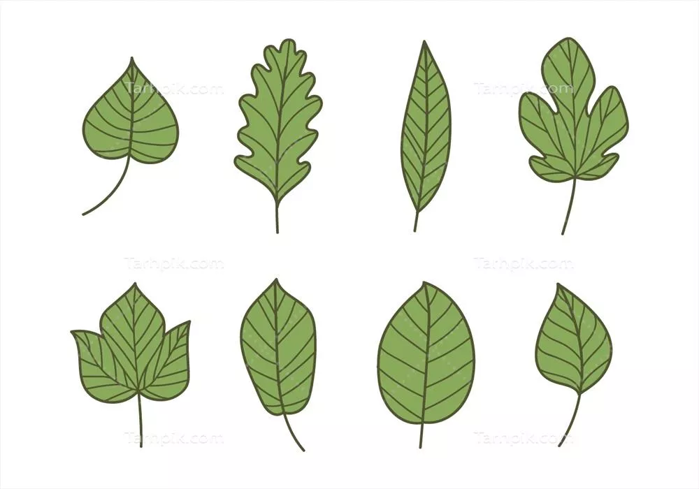وکتور مجموعه‌ای از طراحی‌های گرافیکی برگ‌ها به سبک دودی