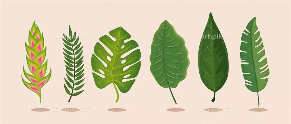 وکتور آیکون مجموعه گل هلیکنیا با برگهای جداگانه و زیبا