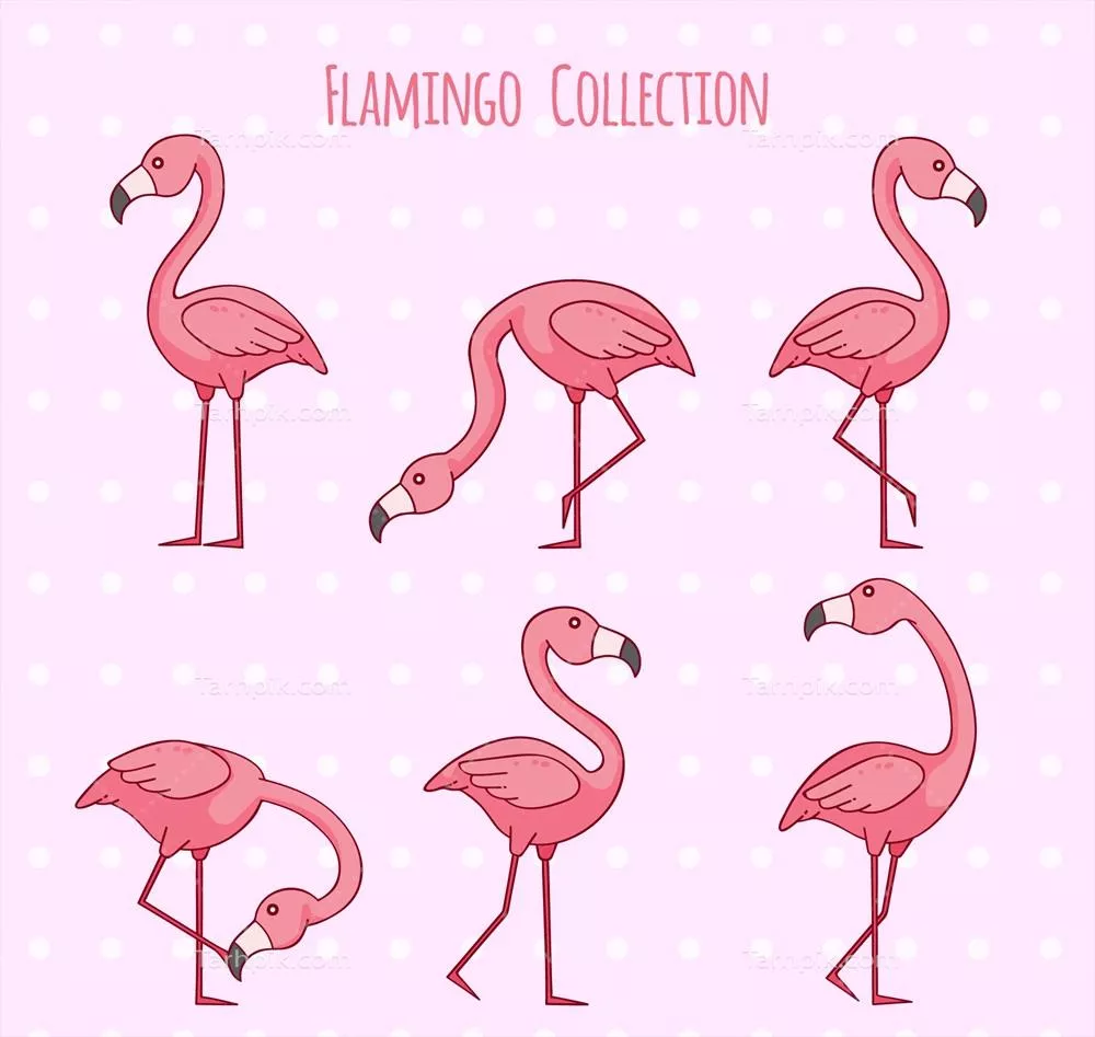 مجموعه وکتوری فلامینگوهای صورتی با حالت‌های مختلف (2)