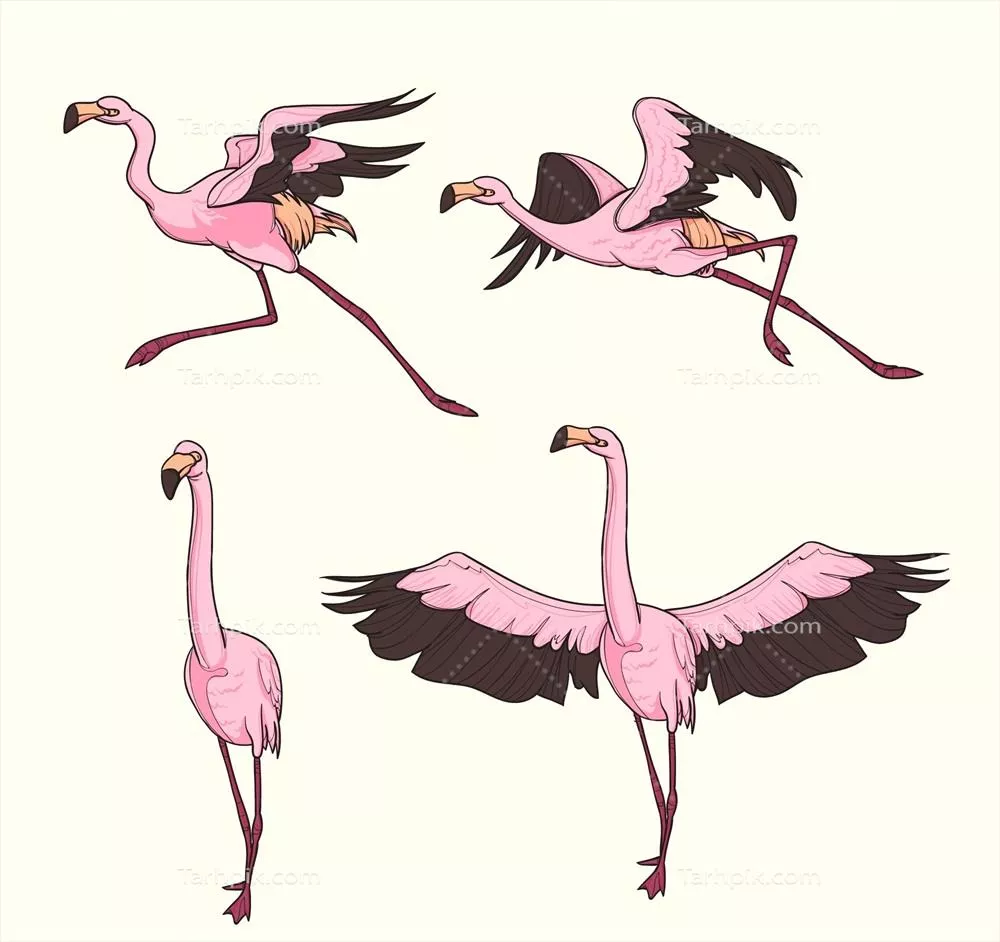 یک مجموعه از فلا مینگوهای صورتی با ژست‌های مختلف - وکتور زیبا