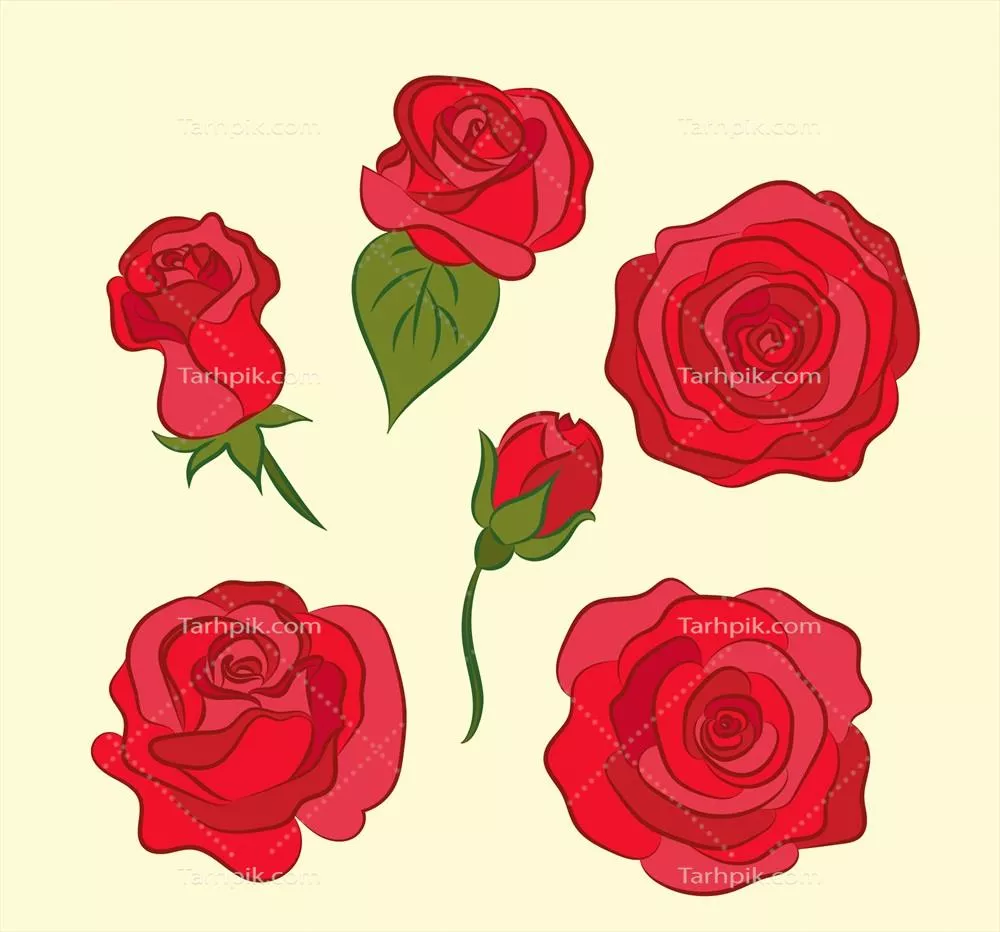 مجموعه گلهای رز زیبا با تنالیته های قرمز - وکتور