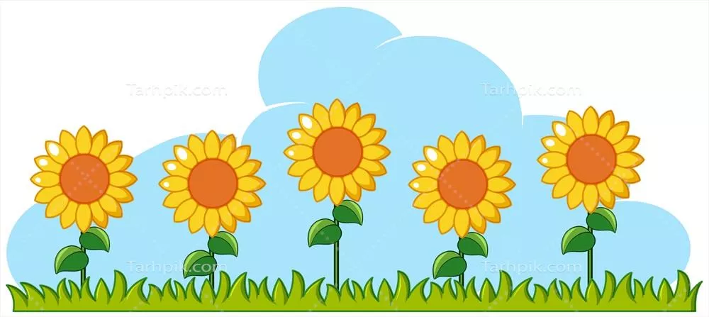 وکتور تصویر گلهای آفتابگردان در باغ با پسزمینه سفید و طراحی زیبا