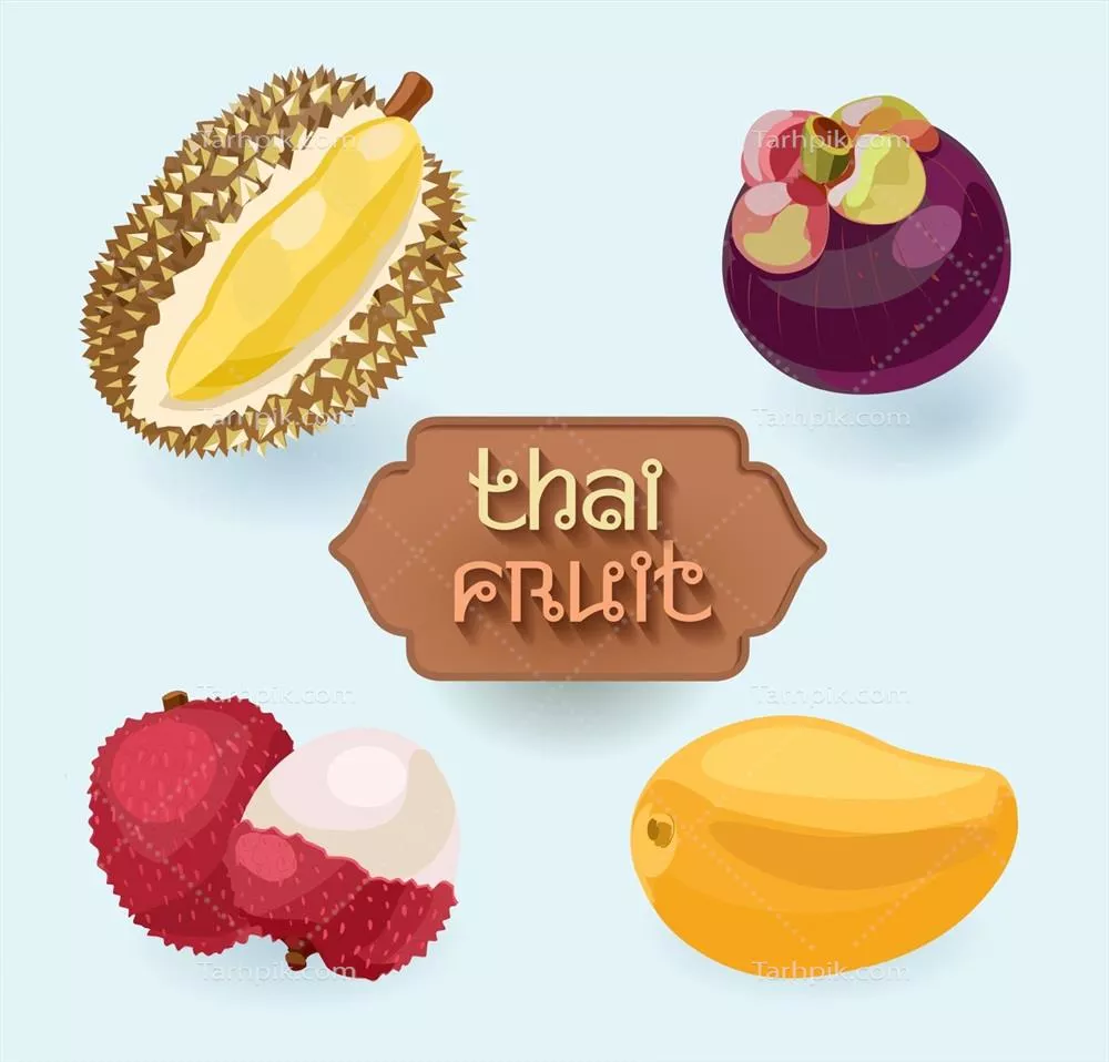 وکتور میوههای تایلند: شناخت و بررسی میوههای لذیذ شامل لیچی، دوریان، انبه و مانگوستین