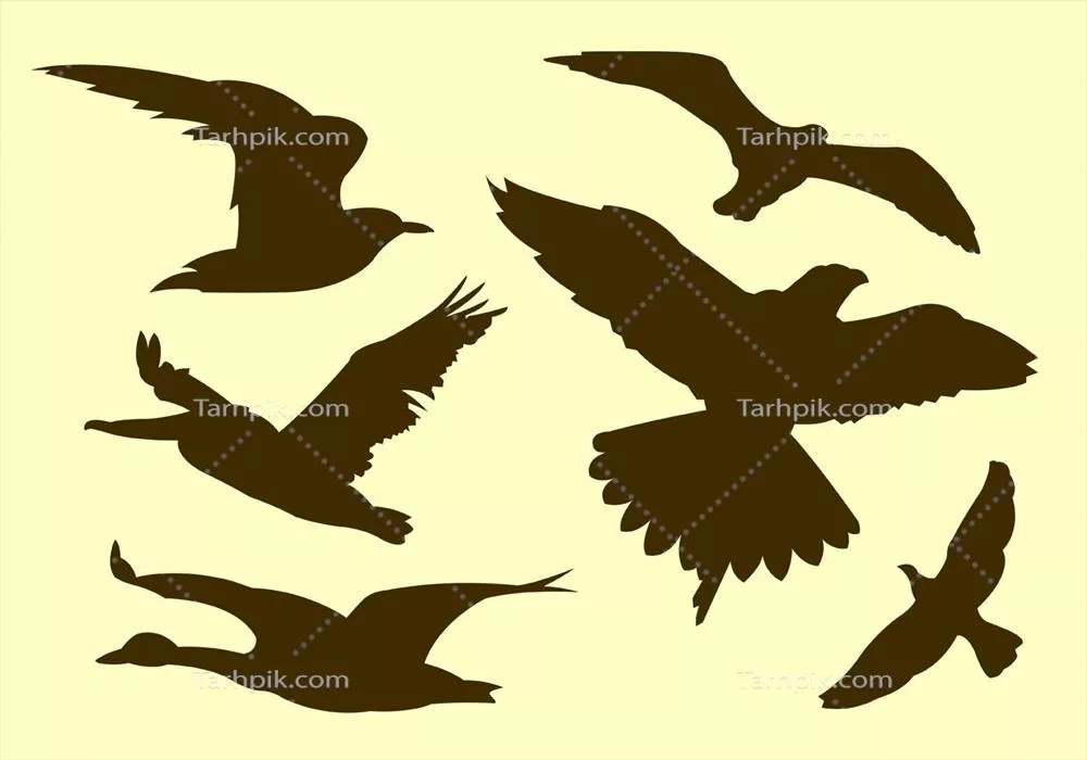 تصویری از شش گونه از پرندگان پرنده در قالب وکتور با جزئیات زیبا
