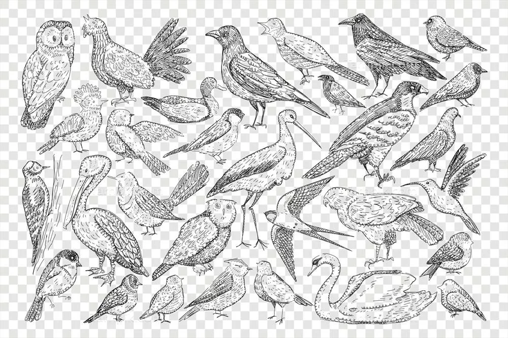 وکتور مجموعه نقاشی خطی پرندگان: از هیرون تا جغد و دیگر پرندگان