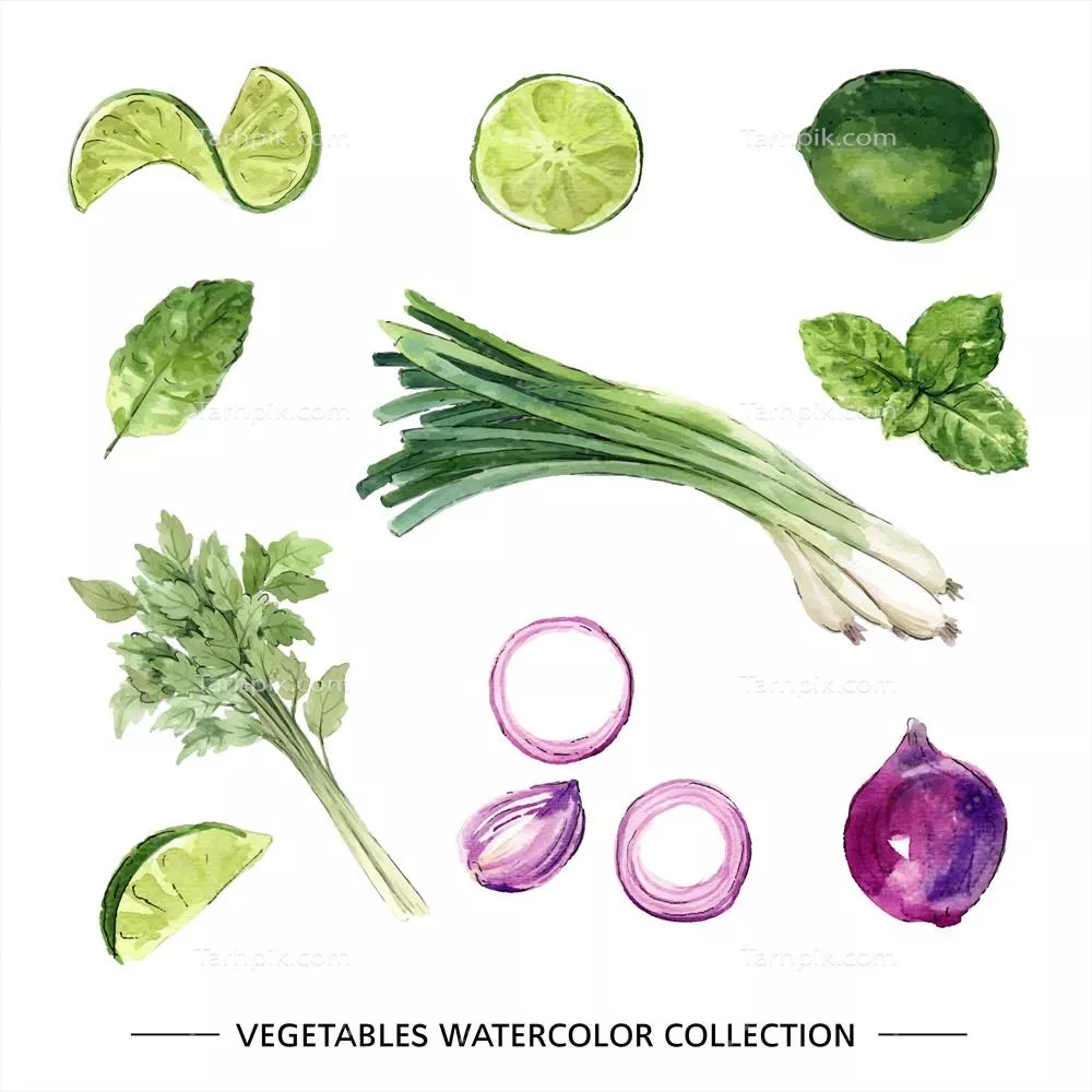 وکتور انواع تصویرسازی سبزیجات آبرنگی جدا با پسزمینه سفید برای استفاده تزئینی