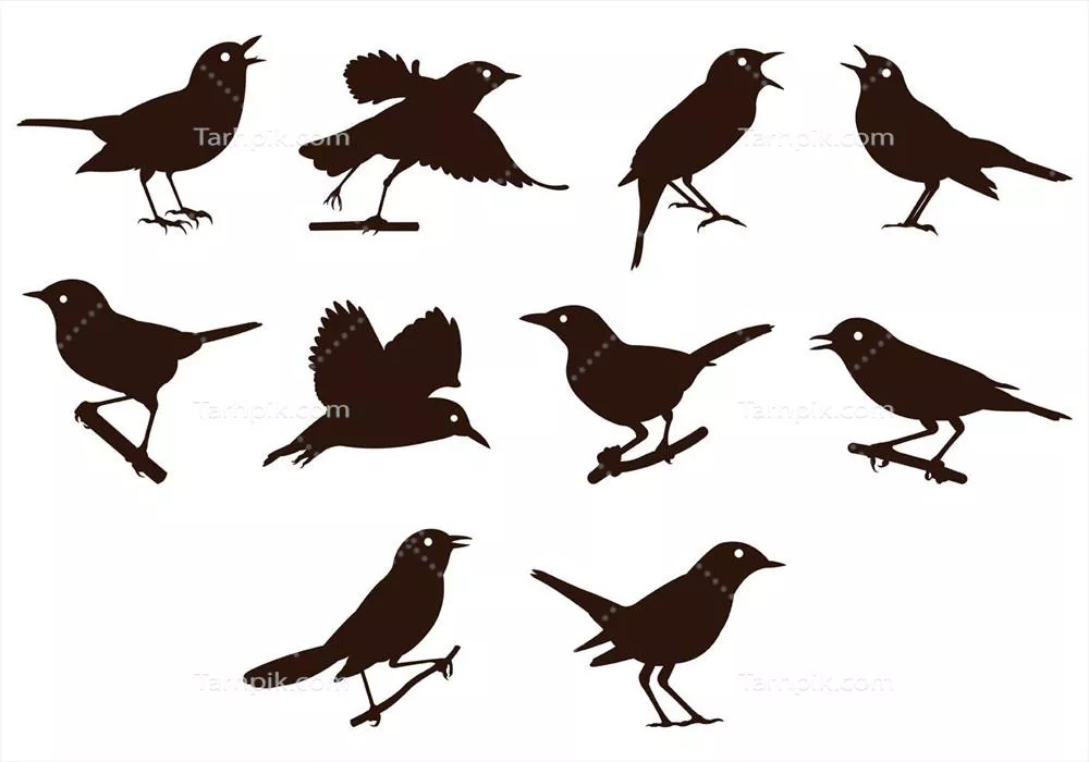 مجموعه وکتور سیلوئت بلبل با اشکال متنوع و مختلف