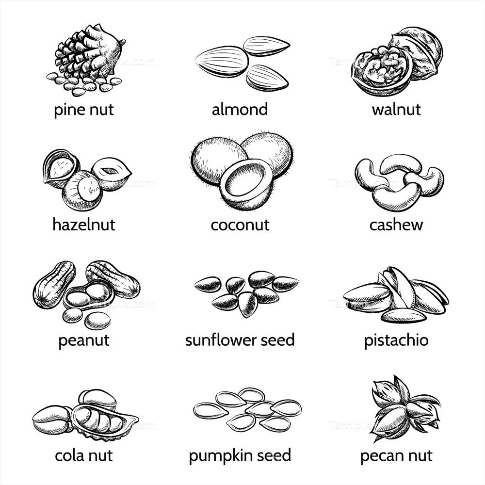 مجموعه وکتور مغزهای خوراکی شامل بادام زمینی، فندق، گردو، بادام و پسته