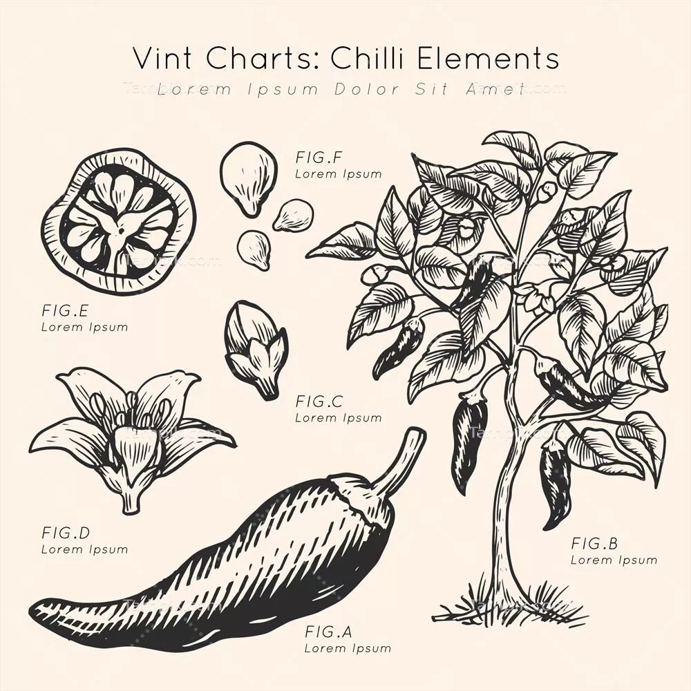 عناصر چلی دستی وکتور با طراحی هنری در چارت های قدیمی وینتج